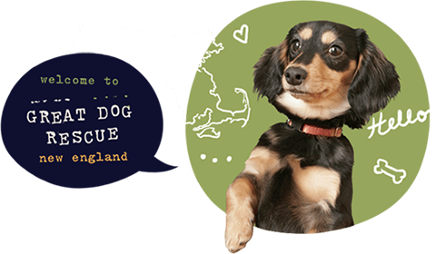 About GDRNE : Great Dog Rescue New England